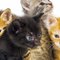 Finding-homes-for-your-kittens-1.png